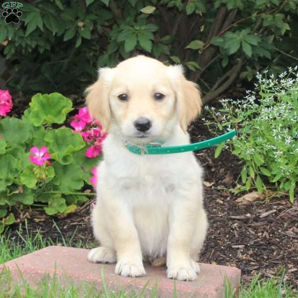 Sunshine, Golden Retriever Mix Puppy